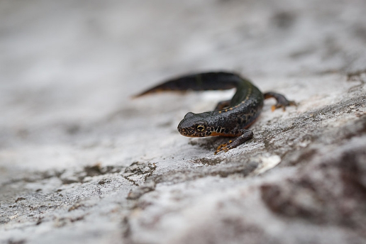 _16C7261 Alpine Newt.jpg